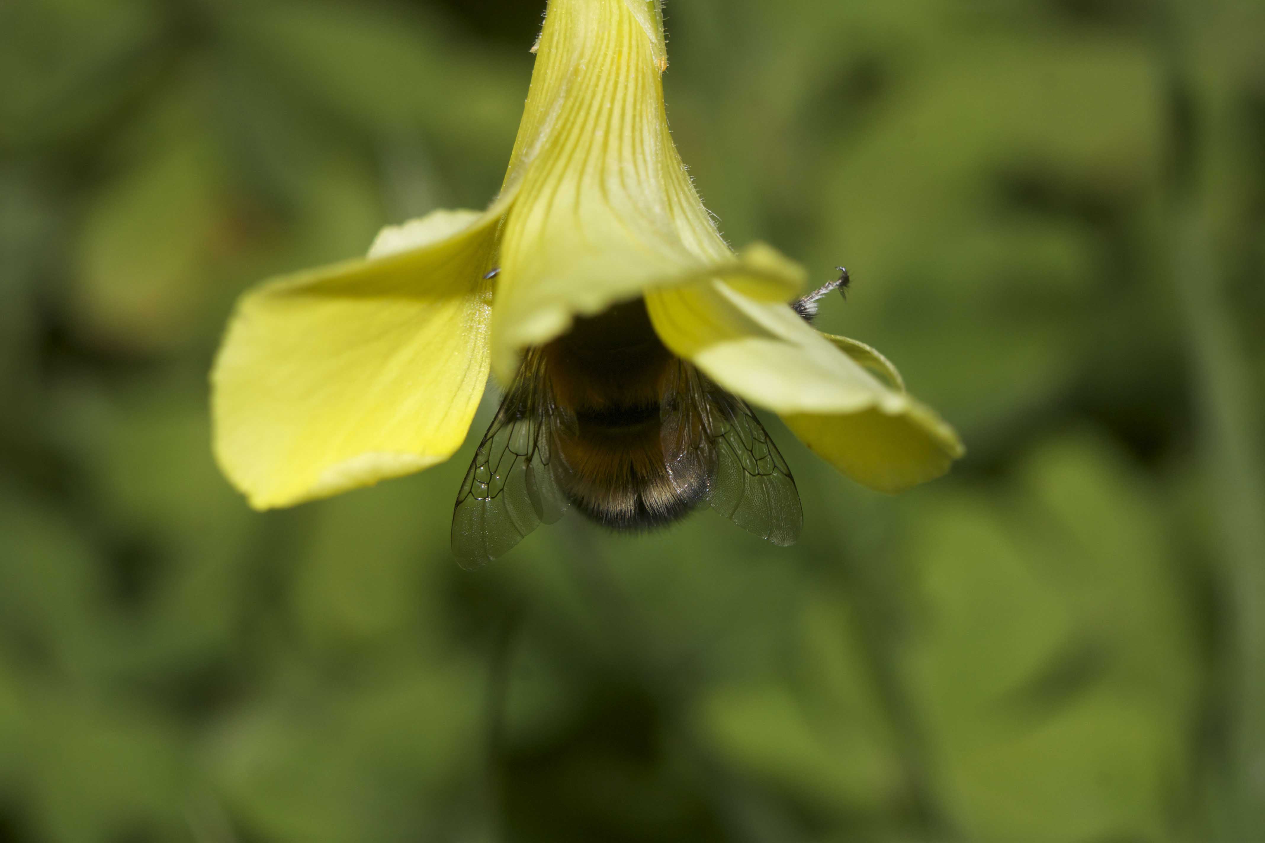 Anthophora sp., Apidae